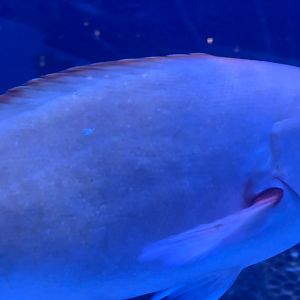 Can anybody id this fish