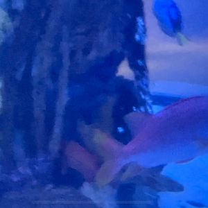 Can anybody id this fish