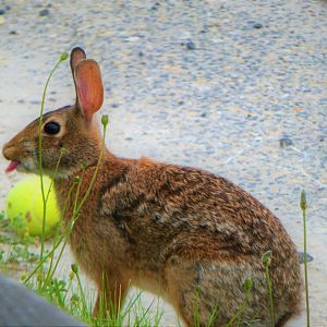 Eastern Cottontail :P