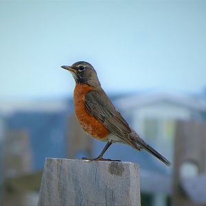 Eastern Robin