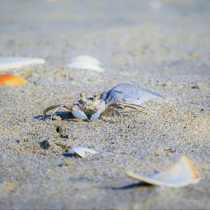 Juvenile Atlantic Ghost Crab