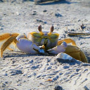 Atlantic Ghost Crab