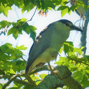 Black-crowned Night-Heron