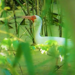 American White Ibis