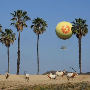 Scimitar-horned Oryx and Hot Air Balloon