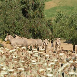 Somali Wild Ass Herd