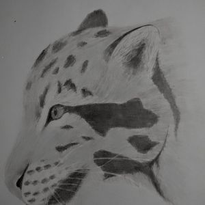 Clouded leopard profile