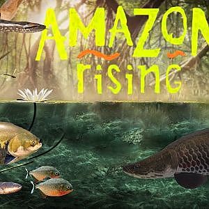 Amazon Rising | Shedd Aquarium | Ep. 11 -Virtual Zoo Tours (1080p60)