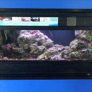 Rocky Reef Tank