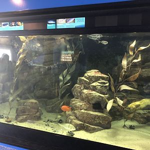Kelp Forest Shark Tank