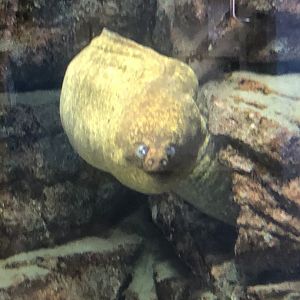 Giant Mora Eel