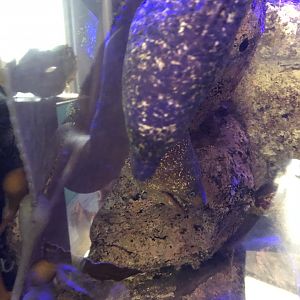 California Moray Eel tank