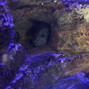 Wolf Eel Tank