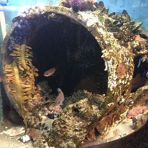 Another Wolf Eel tank