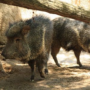 Chacoan peccary