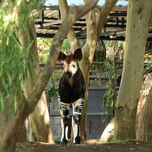 Okapi Calf