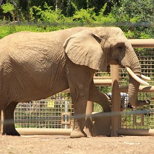 Shaba the African Bush Elephant