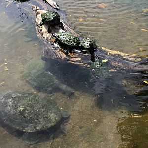 African softshell turtles and yellow-spotted river turtles