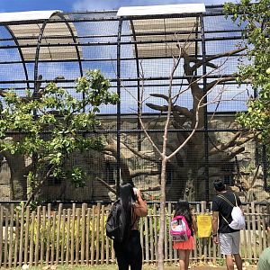Black-handed spider monkey exhibit