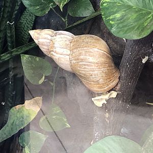 Giant African land snail