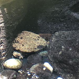 Japanese giant salamander