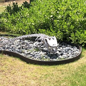 American alligator skeleton