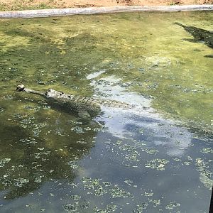 Indian gharials