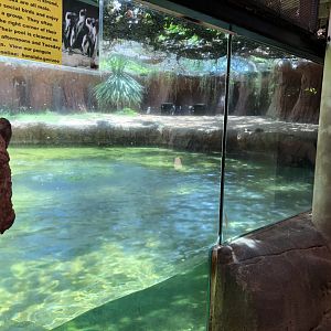 Black-footed penguin exhibit