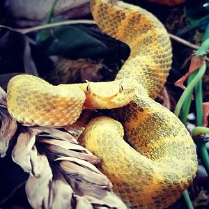 Eyelash viper (Bothriechis schlegelii)