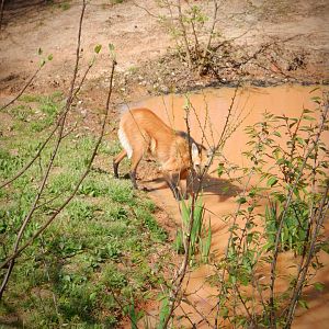 Maned Wolf at the Greensboro Science Center