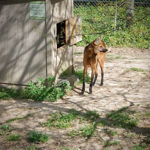 Maned Wolf at the Greensboro Science Center