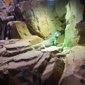 Rhinoceros Iguana at the Greensboro Science Center
