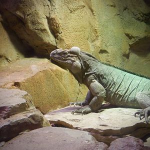 Rhinoceros Iguana at the Greensboro Science Center