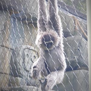Javan Gibbon at the Greensboro Science Center