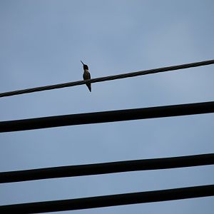 Ruby-Throated Hummingbird (Archilochus colubris)