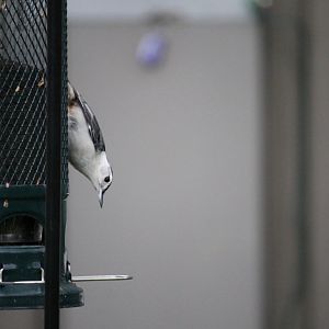 White-Breasted Nuthatch (Sitta carolinensis)