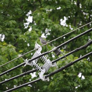 Blue Jay and Grey Catbird sharing a telephone wire