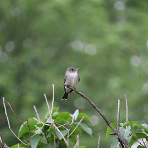 Eastern Wood-Pewee (Contopus virens)