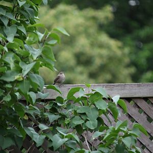 House Wren (Troglodytes aedon)