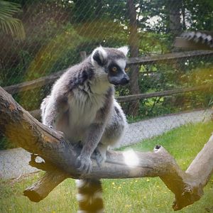 Ring-tailed Lemur at the Greensboro Science Center