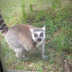 Ring-tailed Lemur at the Greensboro Science Center