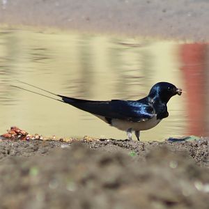 Barn swallow collecting nesting-material