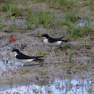 House martins