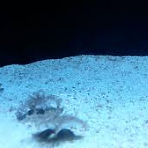 Upside Down Jellyfish (Cassiopea sp. Probably C. ornata)