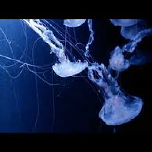 Atlantic Sea Nettle (Chrysaora quinquecirrha)