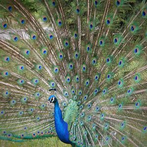 Peacock at the Greensboro Science Center
