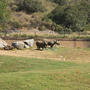 Eastern Black Rhinoceroses in South Africa Field Exhibit