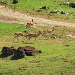 The Last Nubian Red-fronted Gazelles