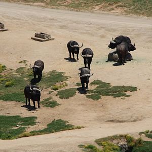 Cape Buffalo