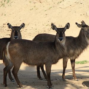 Ellipsen Waterbuck